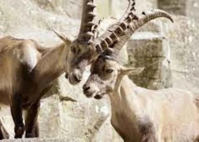 Riverine - Ideal Up To 4 Or 6 Bern